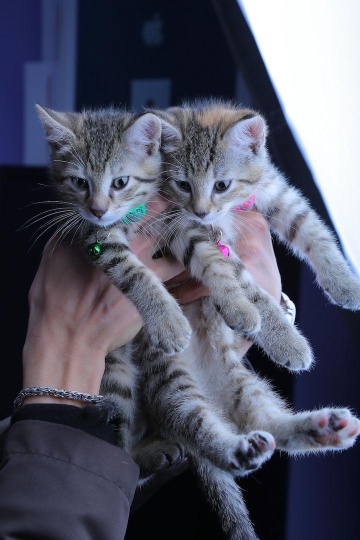 Bengal-Mix Katzenbabys