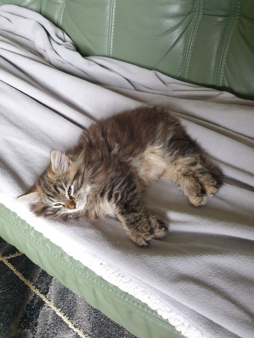 Norwegische Waldkatze