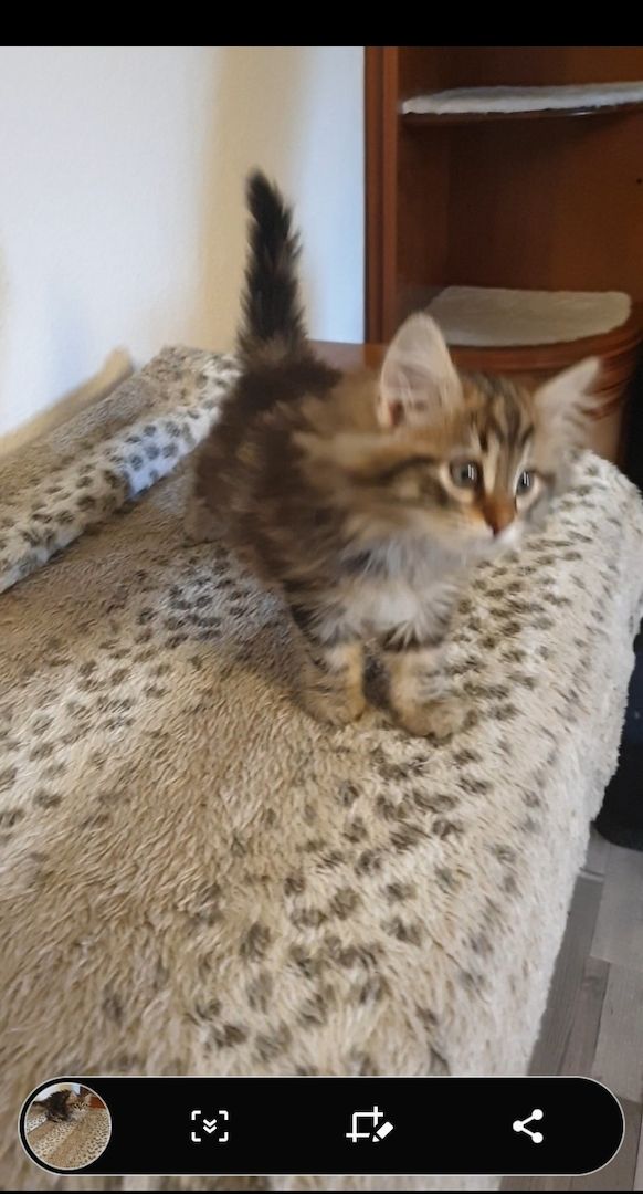 Norwegische Waldkatze