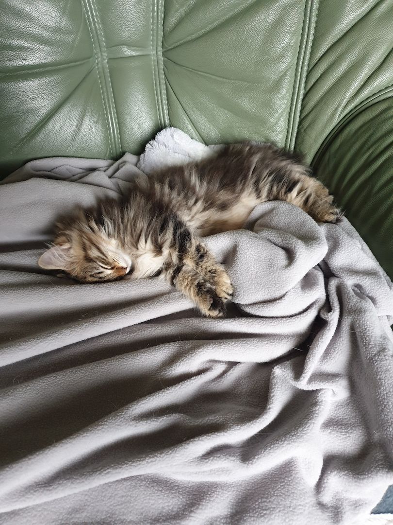 Norwegische Waldkatze