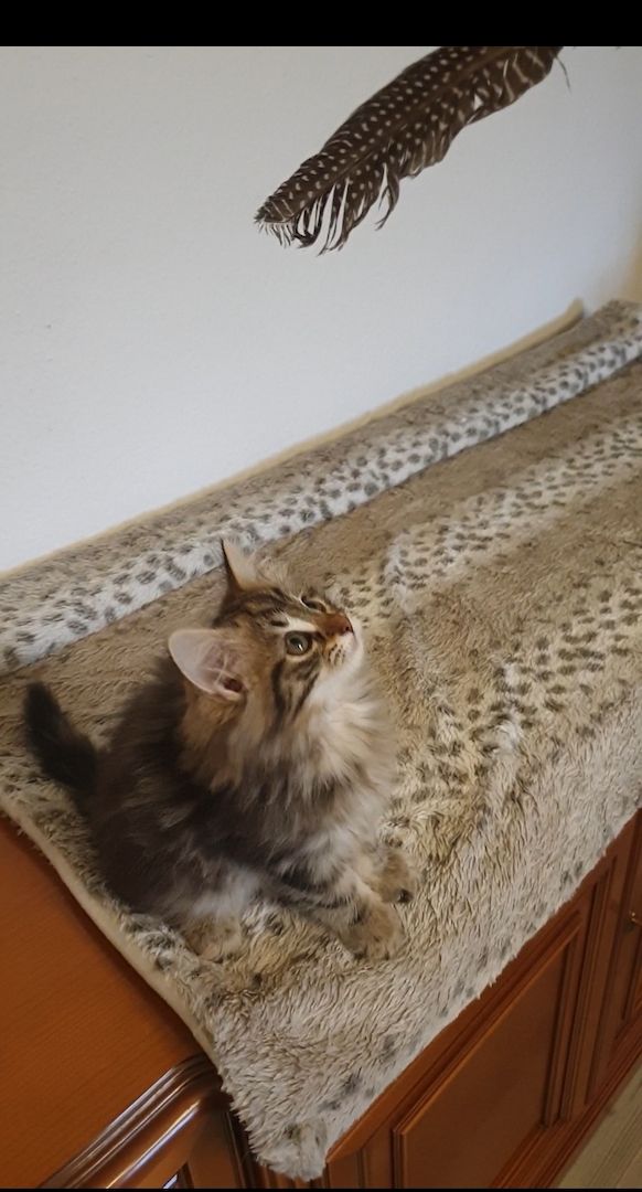 Norwegische Waldkatze