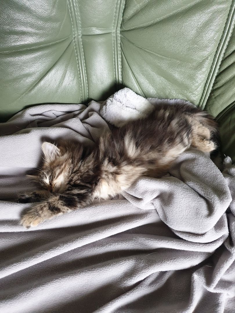 Norwegische Waldkatze