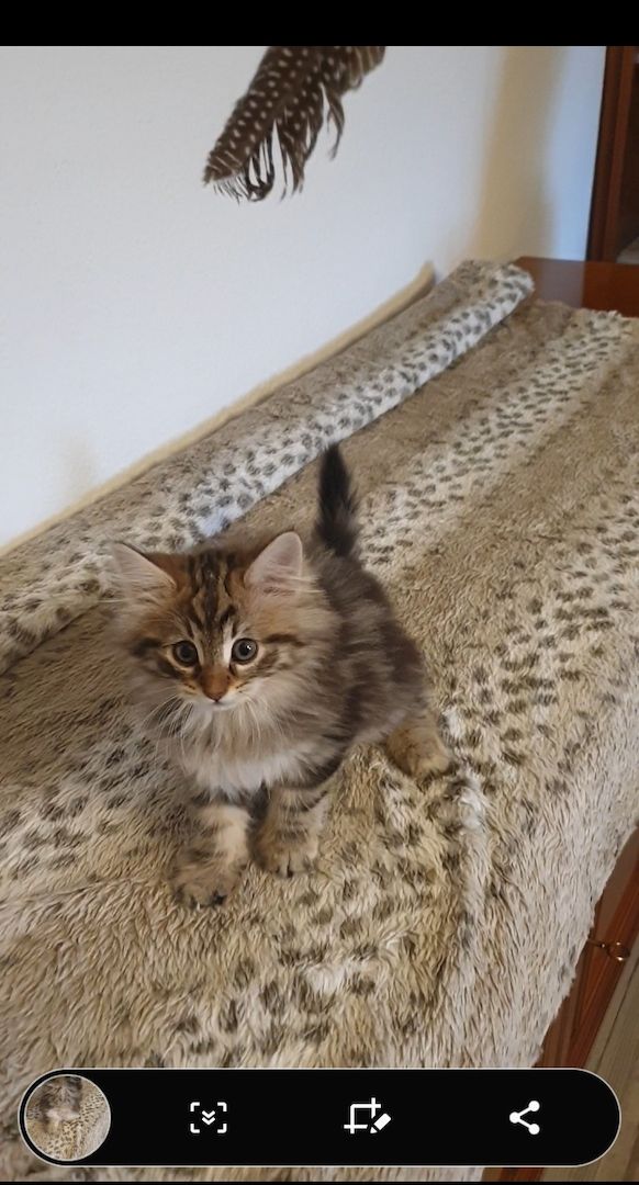 Norwegische Waldkatze