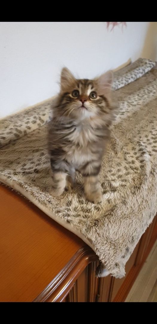 Norwegische Waldkatze