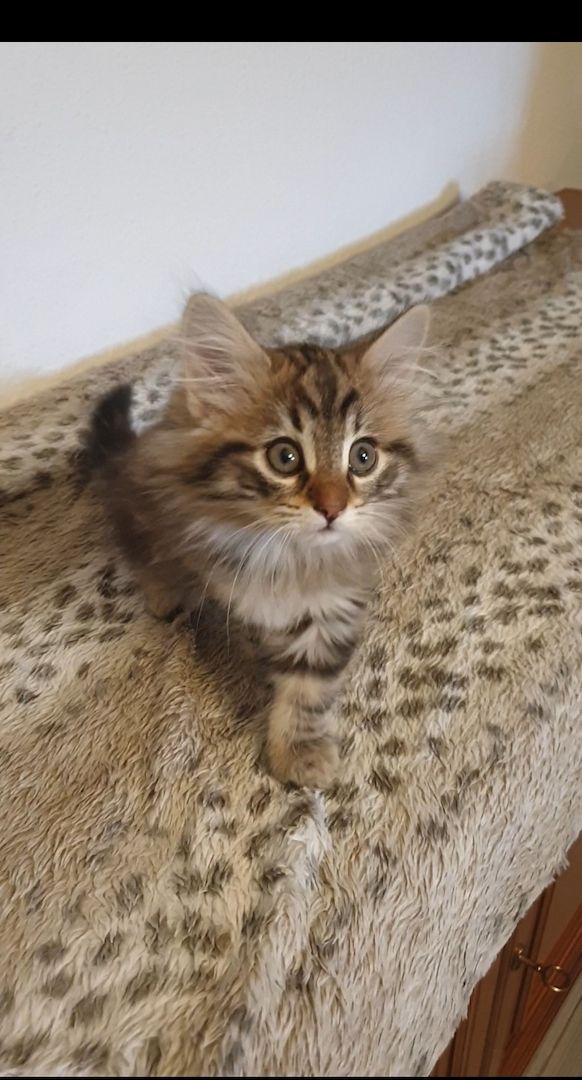 Norwegische Waldkatze