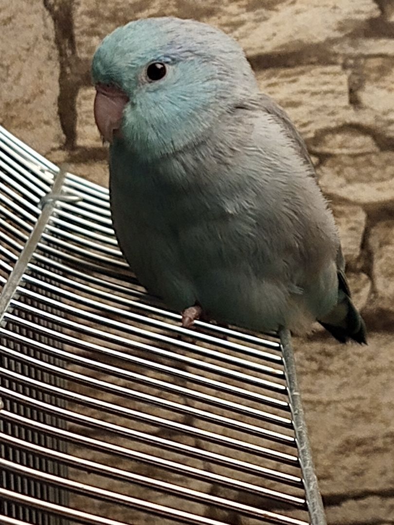 Sperlingspapagein abzugeben