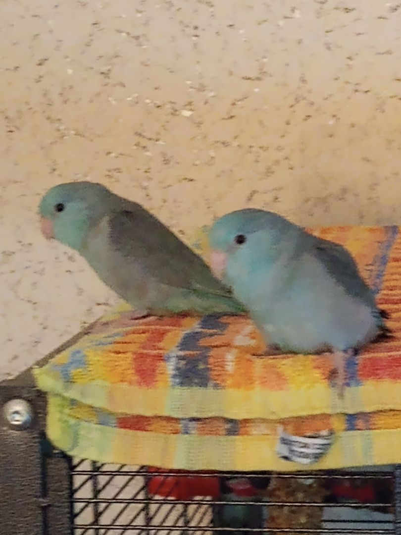 Sperlingspapagein abzugeben