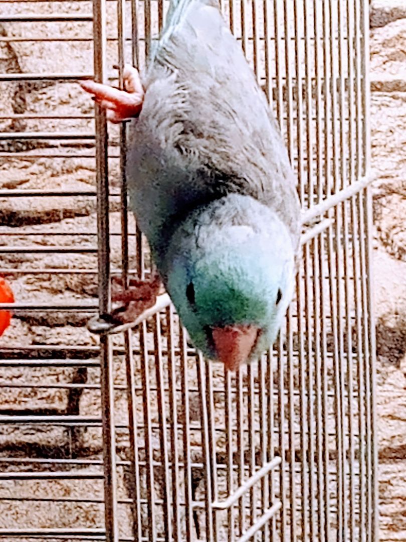 Sperlingspapagein abzugeben