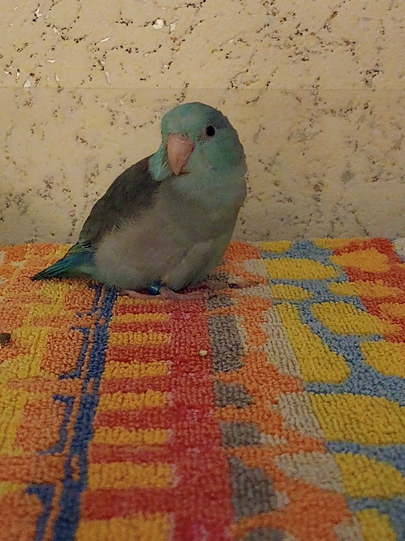 Sperlingspapagein abzugeben