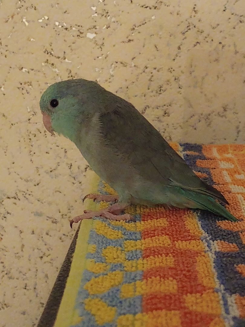 Sperlingspapagein abzugeben