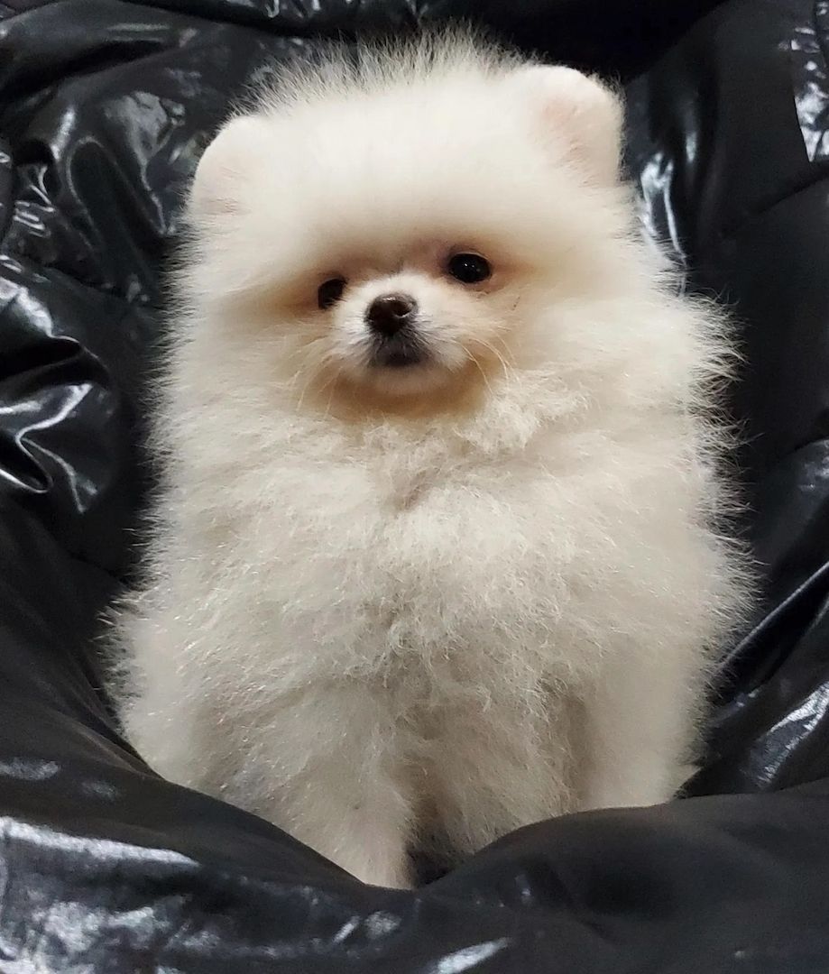 Pomeranian Zwergspitz