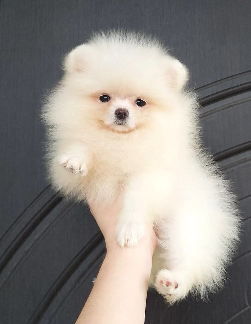 Pomeranian Zwergspitz