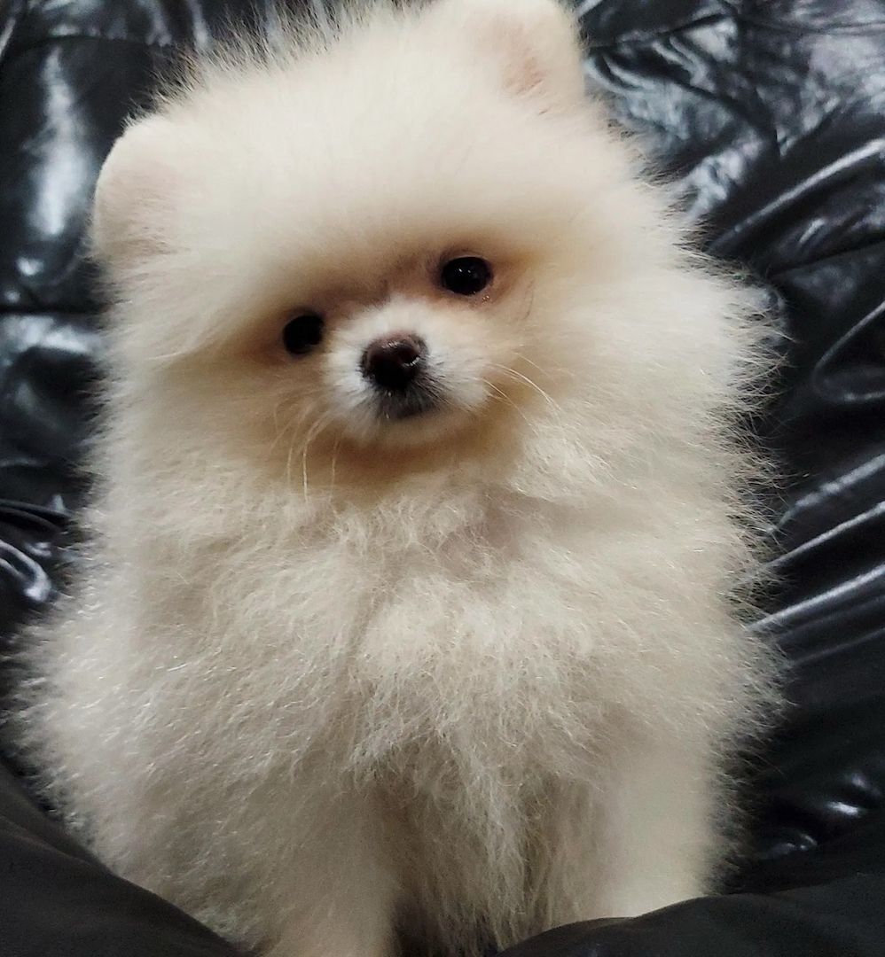 Pomeranian Zwergspitz