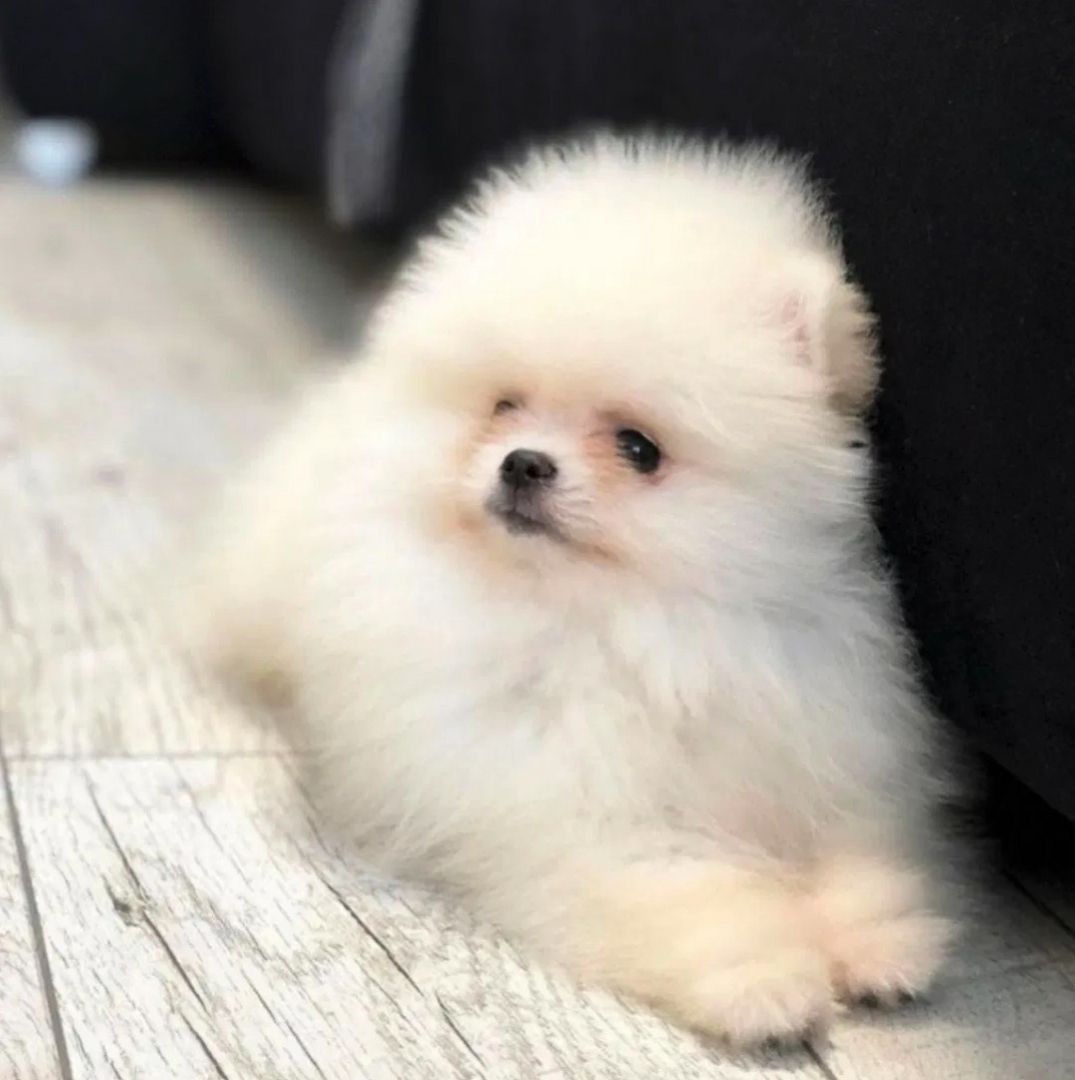 Pomeranian Zwergspitz