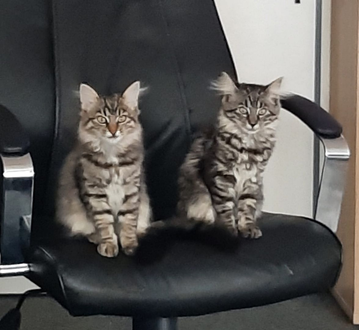 Norwegische Waldkatzen zu verkaufen