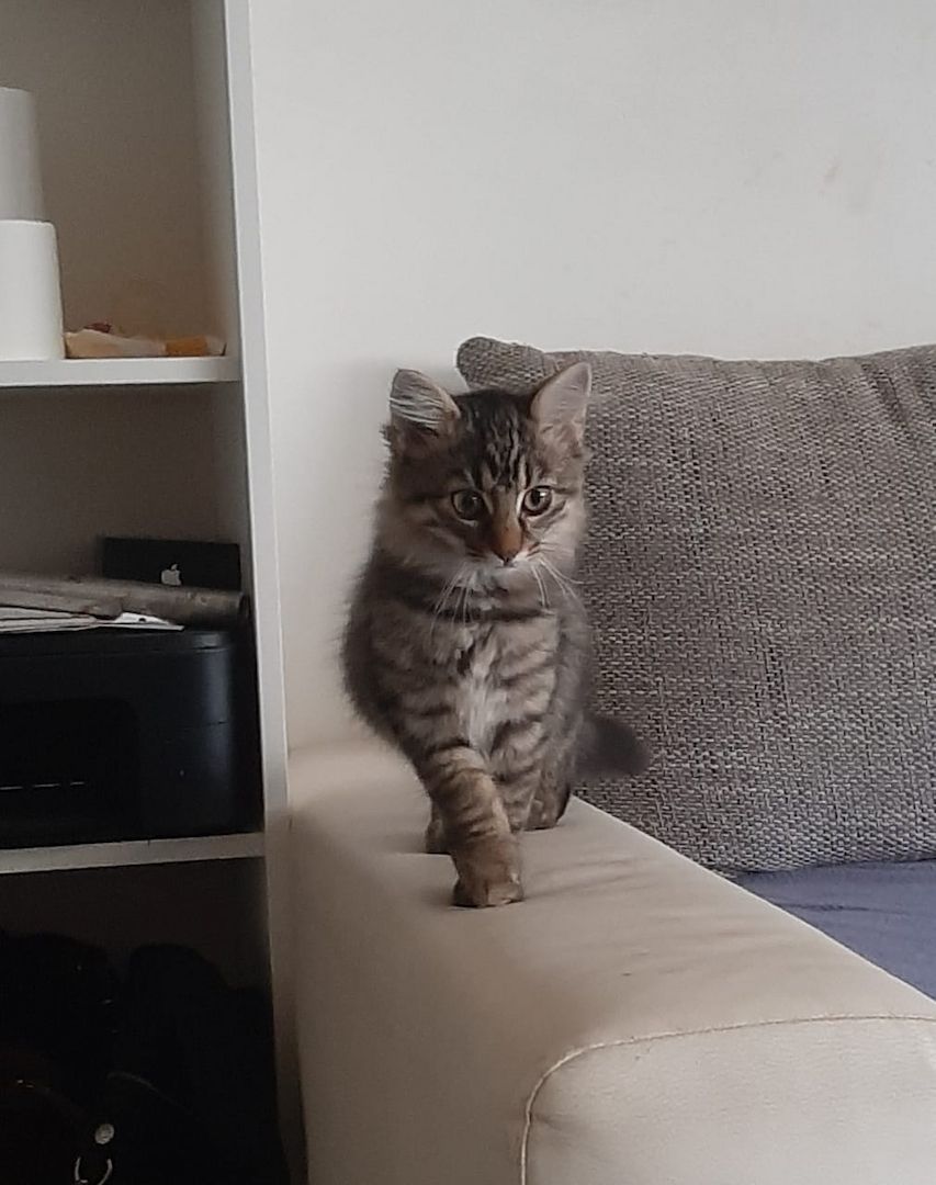 Norwegische Waldkatzen zu verkaufen