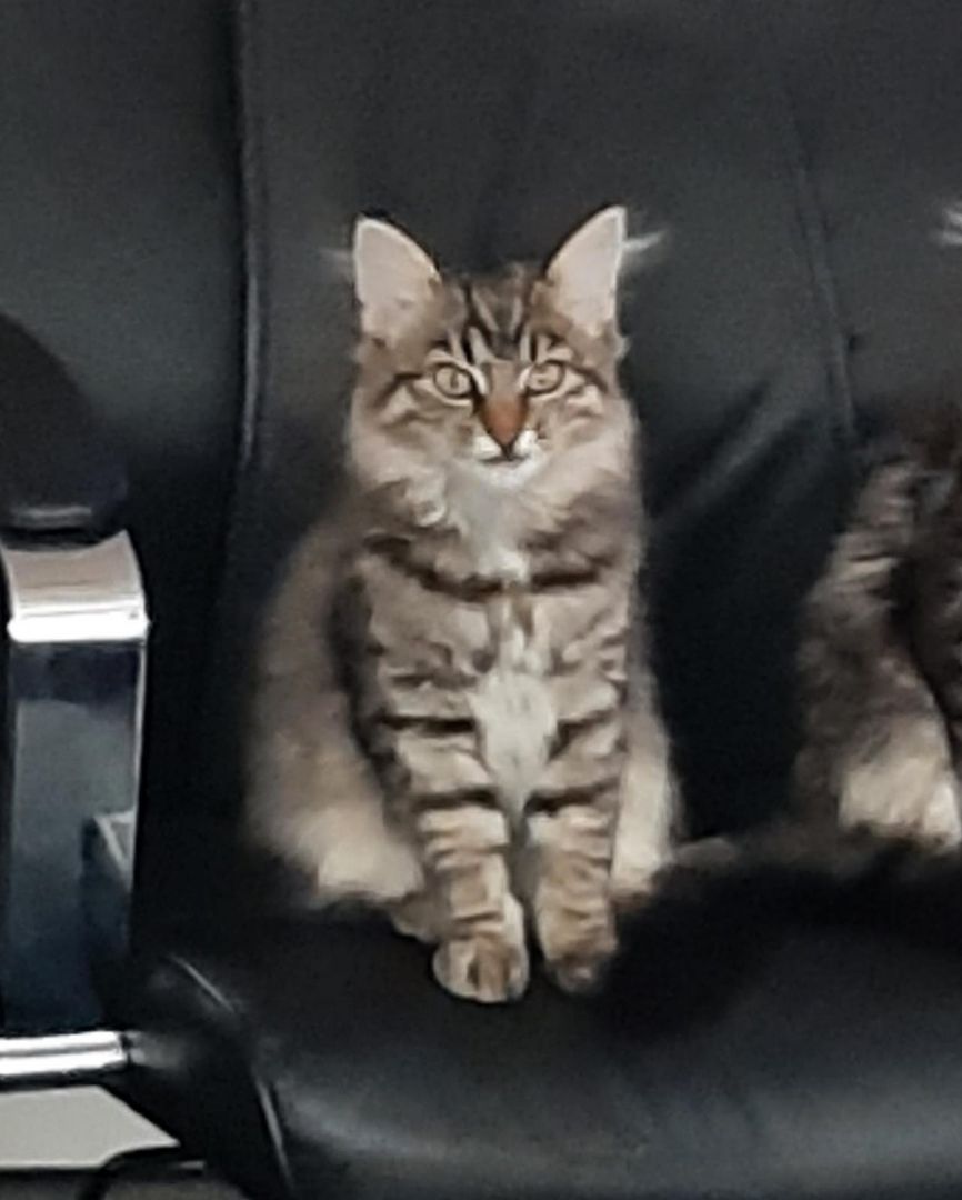 Norwegische Waldkatzen zu verkaufen