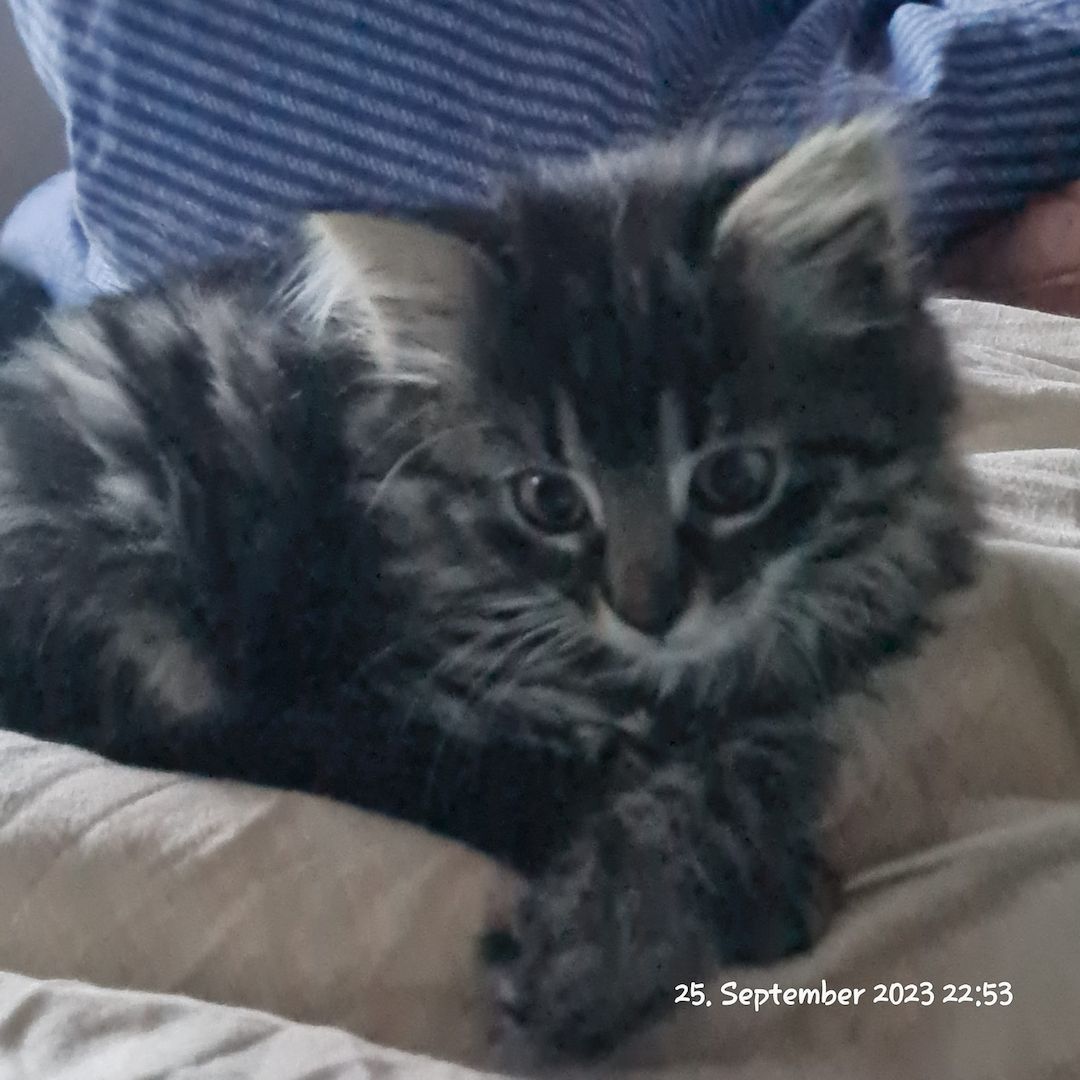 Norwegische Waldkatzen zu verkaufen