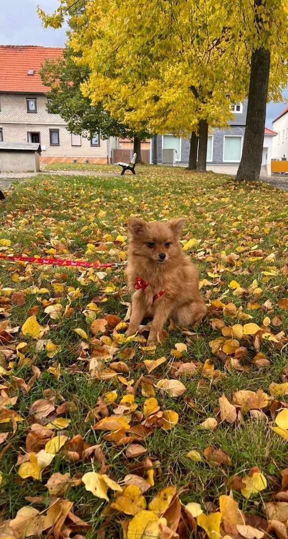Pomeranian Welpe Pomeranian Welpe