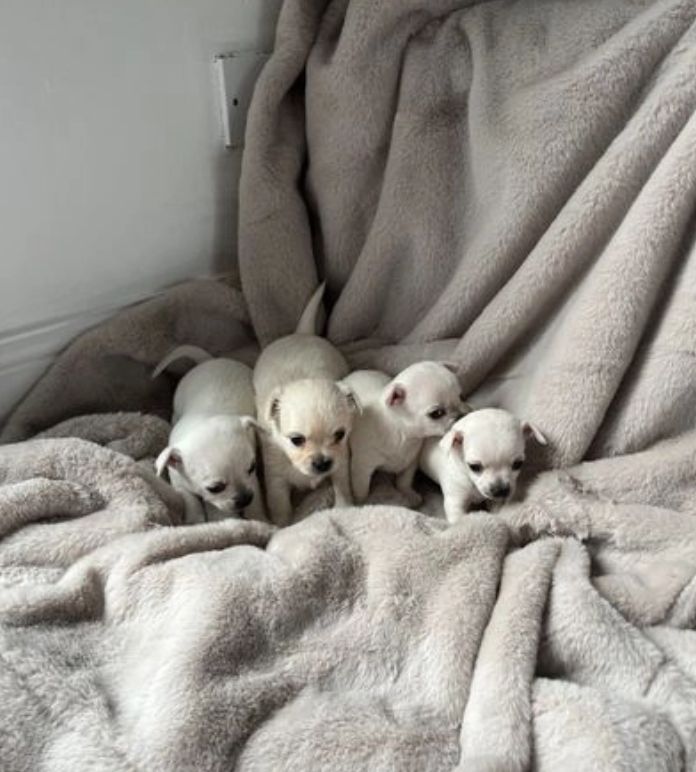 4 Chihuahua-Welpen zu verkaufen. 3 Männer und 1 Frau