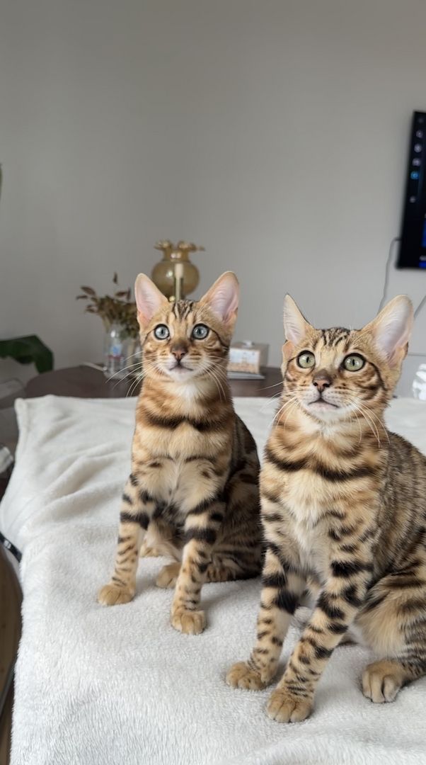 Bengal Schwester