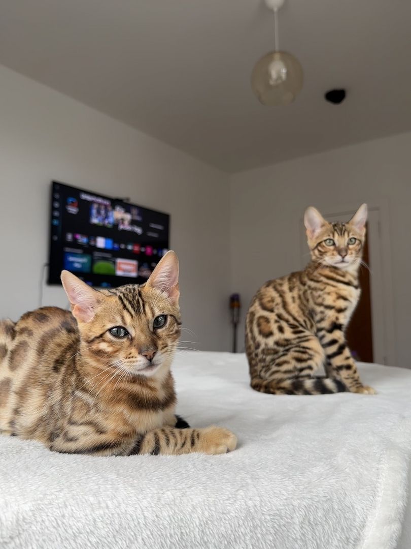 Bengal Schwester