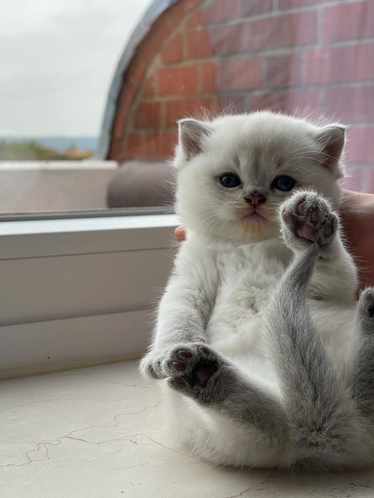 Niedliche BLH-Katzenbabys suchen liebevolles Zuhause!