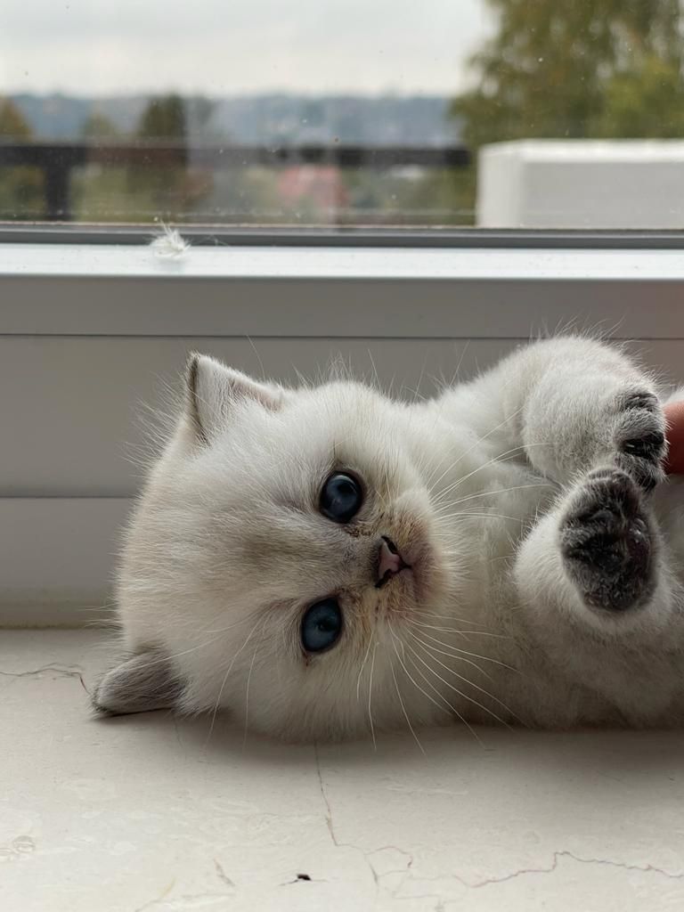 Niedliche BLH-Katzenbabys suchen liebevolles Zuhause!