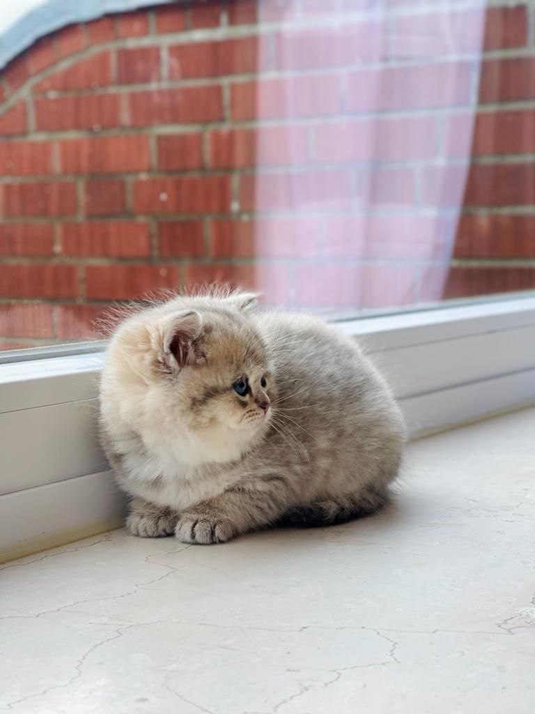 Niedliche BLH-Katzenbabys suchen liebevolles Zuhause!