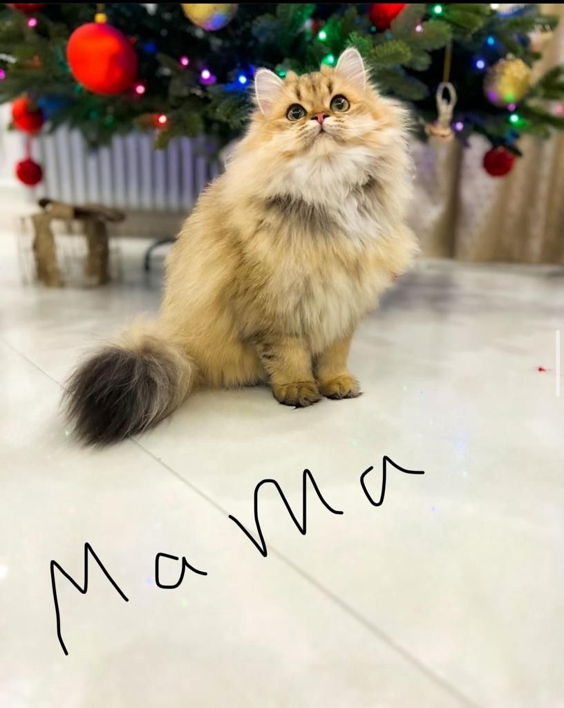 Niedliche BLH-Katzenbabys suchen liebevolles Zuhause!