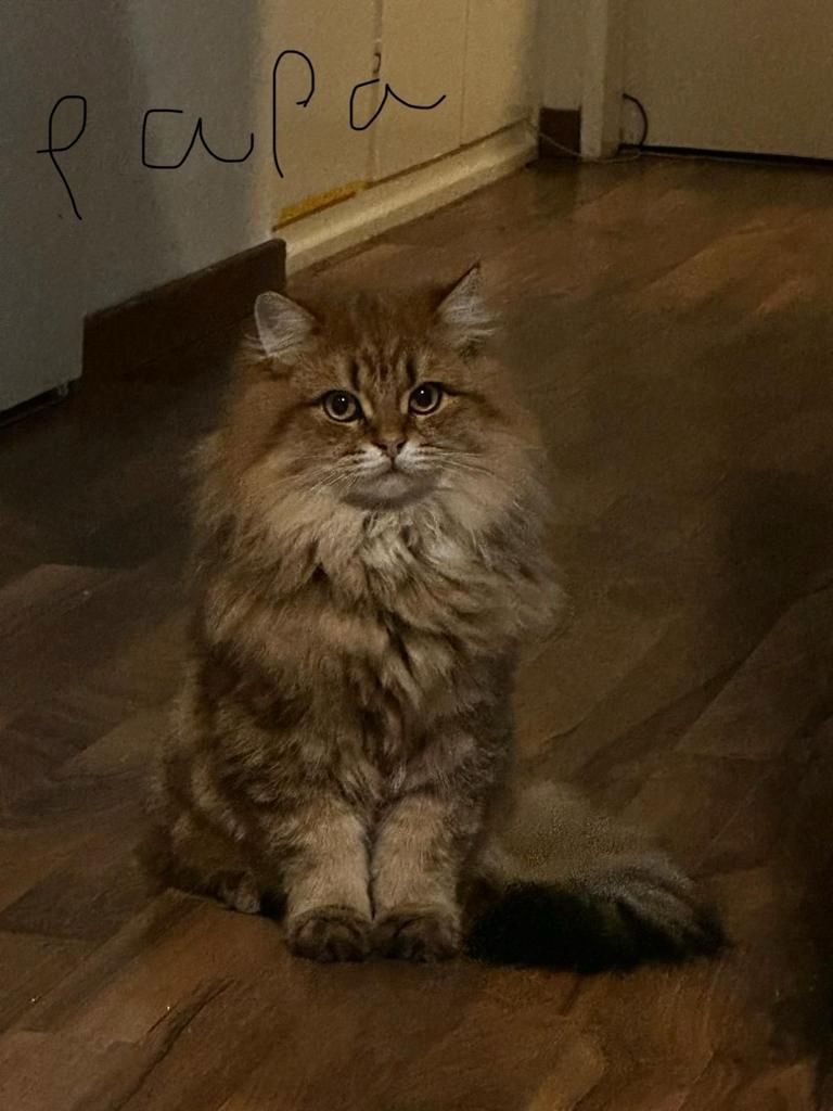 Niedliche BLH-Katzenbabys suchen liebevolles Zuhause!