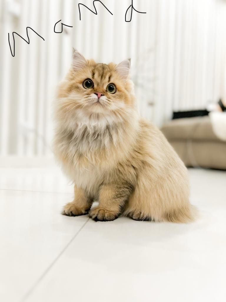 Niedliche BLH-Katzenbabys suchen liebevolles Zuhause!