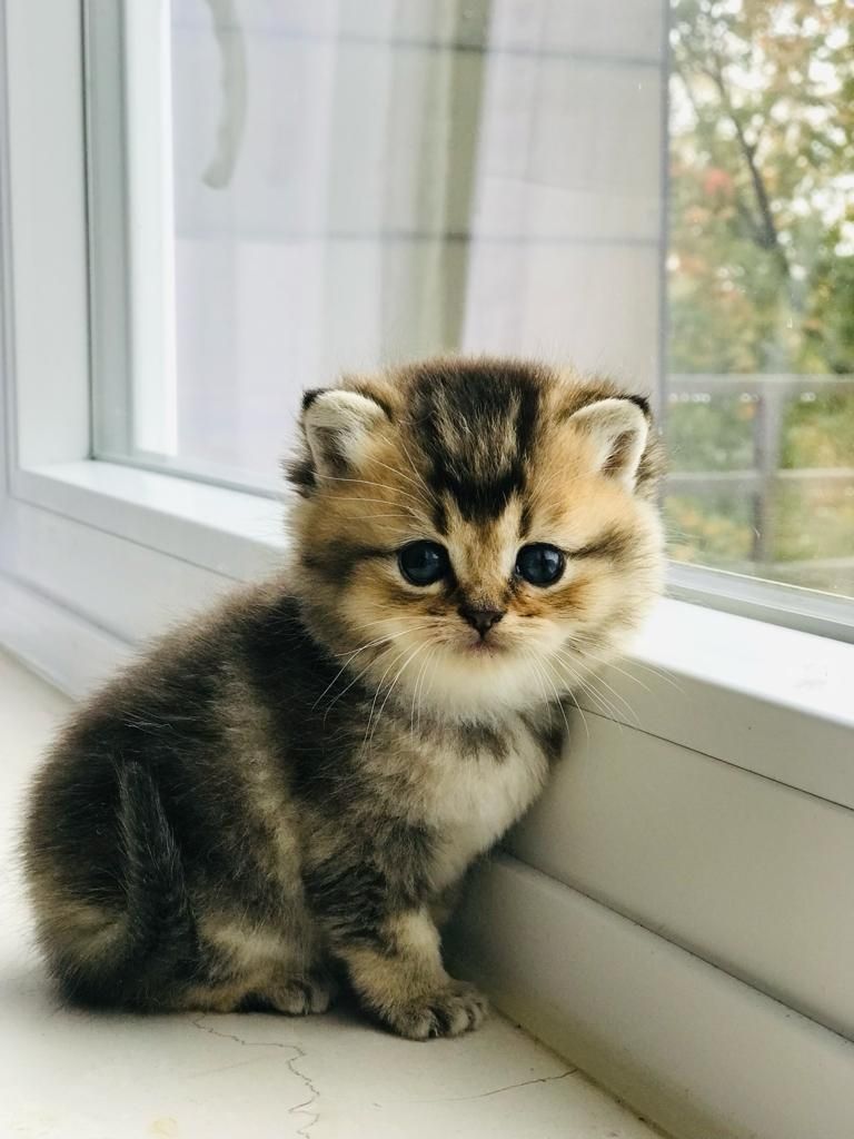Niedliche BLH-Katzenbabys suchen liebevolles Zuhause!