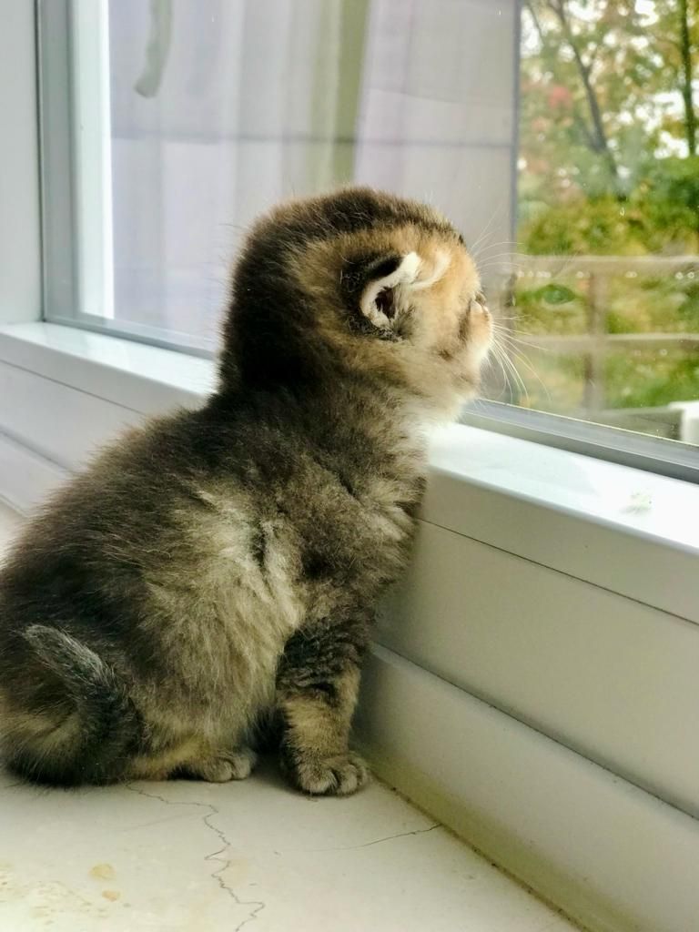 Niedliche BLH-Katzenbabys suchen liebevolles Zuhause!