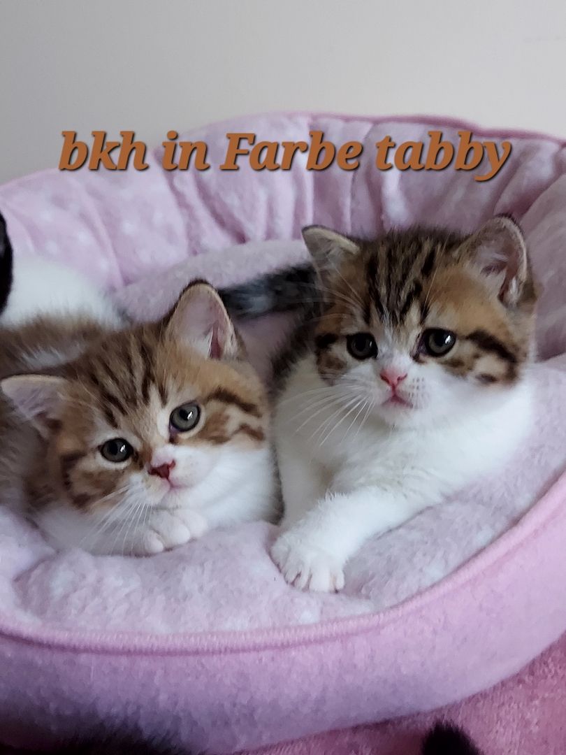 Reinrassige BKH Kitten