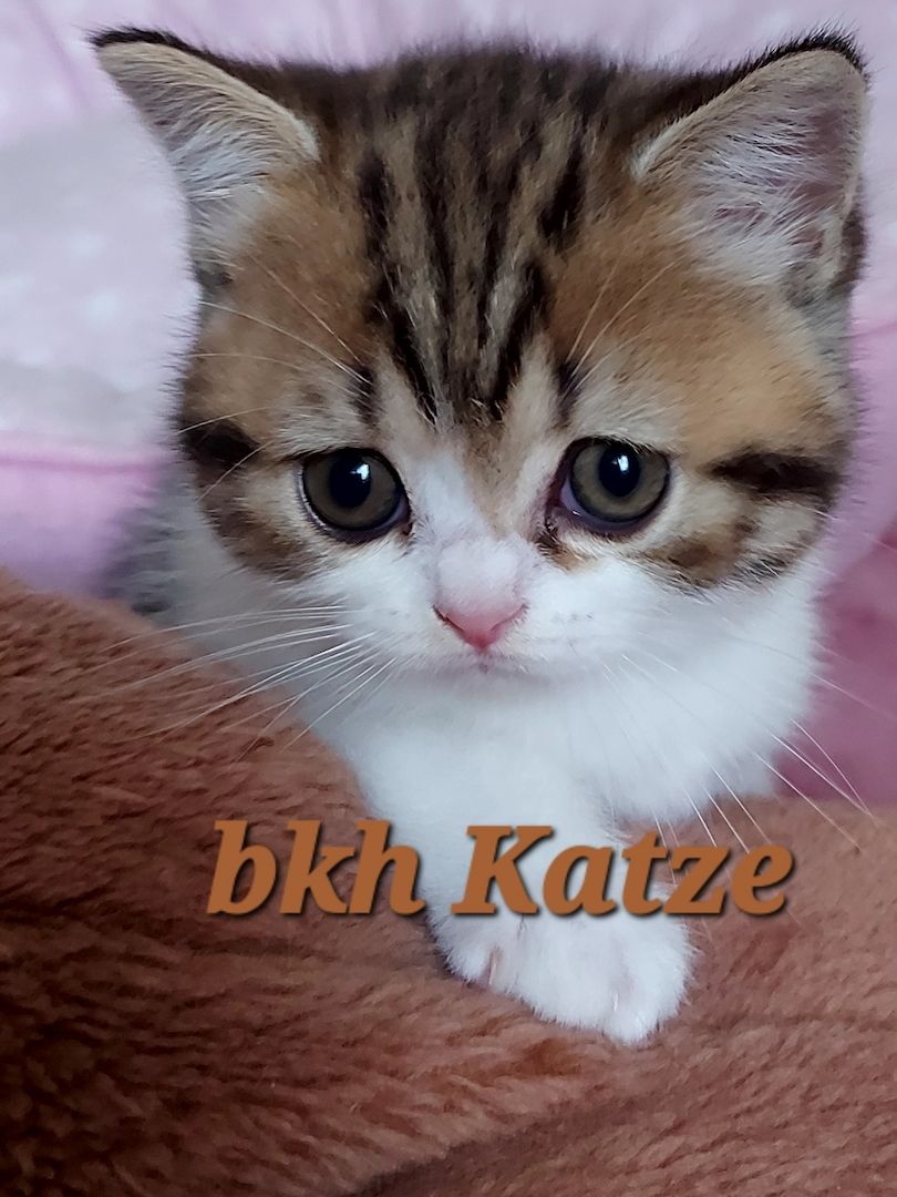 Reinrassige BKH Kitten