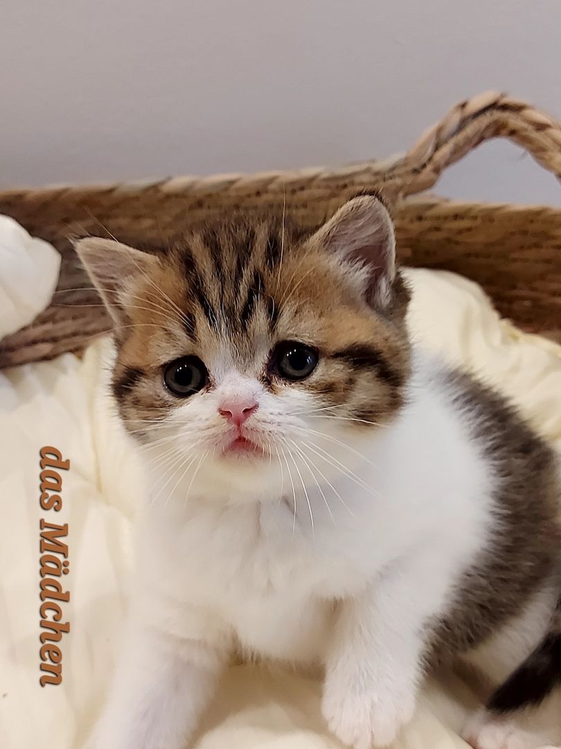 Reinrassige BKH Kitten