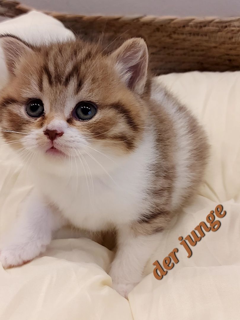 Reinrassige BKH Kitten