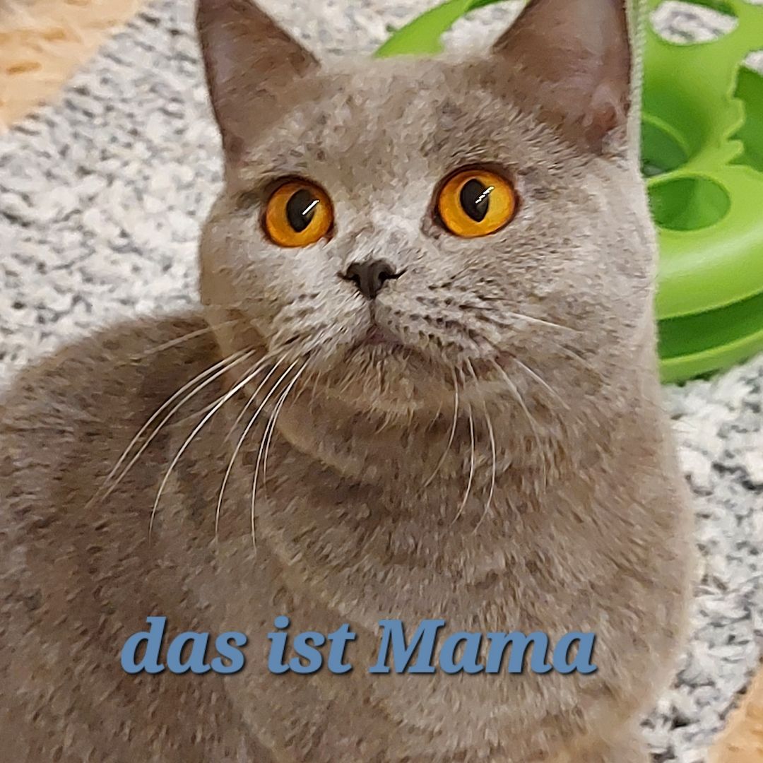 Reinrassige BKH Kitten