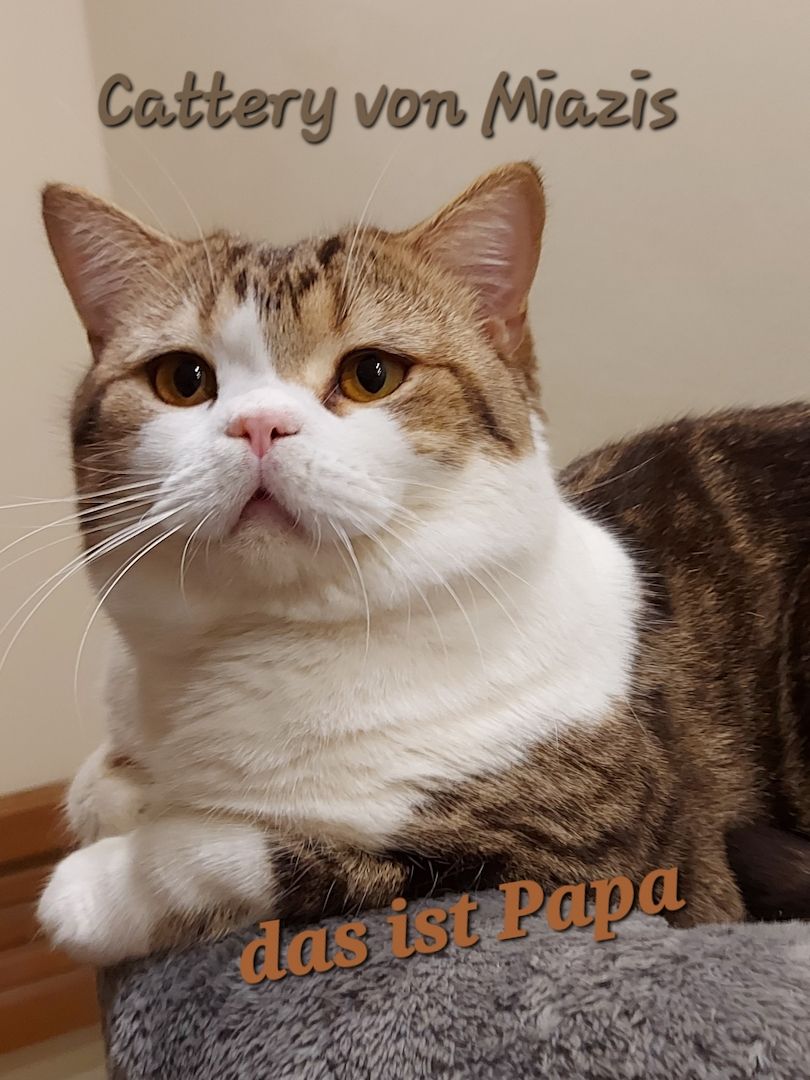 Reinrassige BKH Kitten