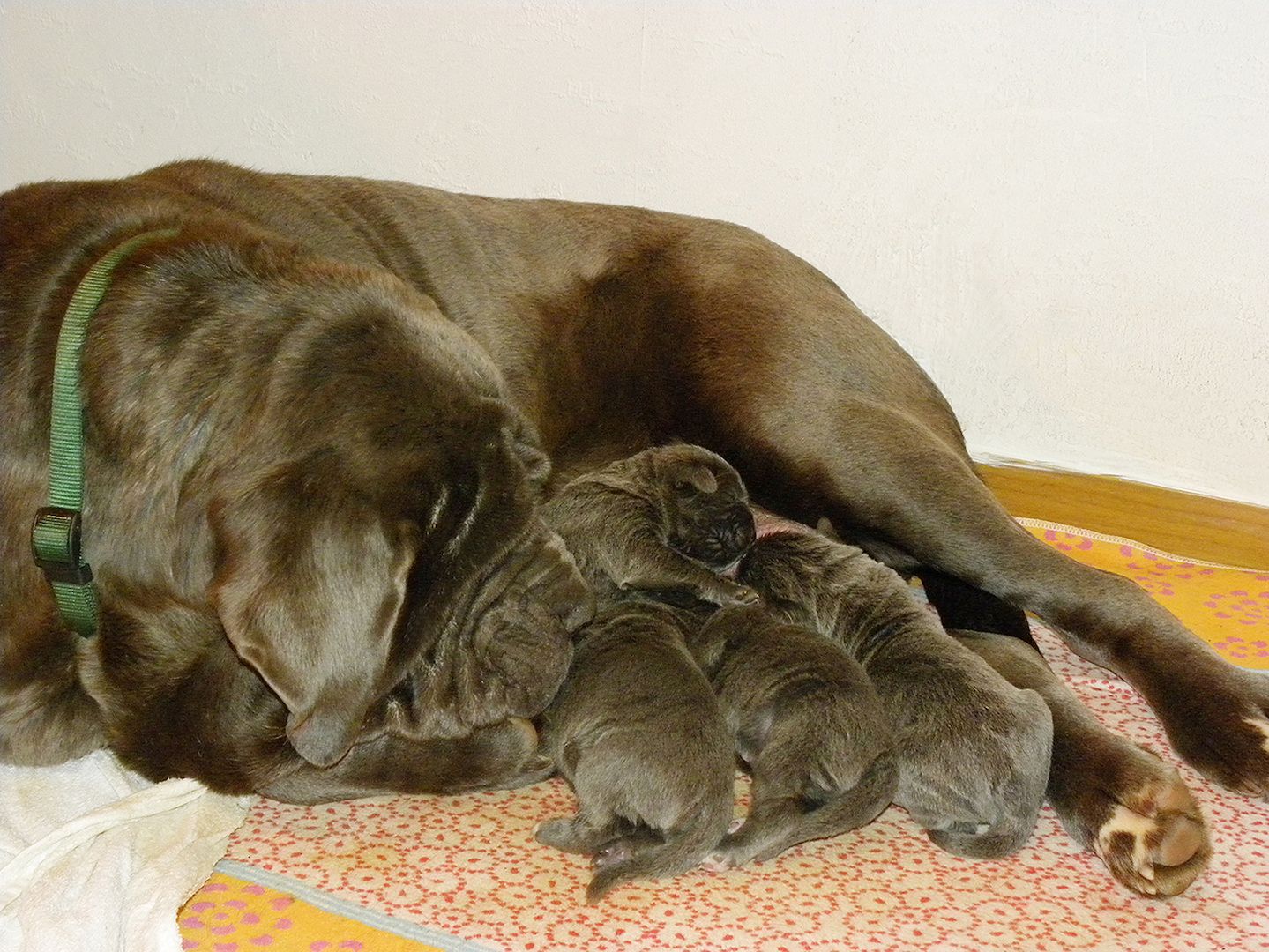 Mastino Napoletano Welpen (FCI) aus dem Elsass zu reservieren