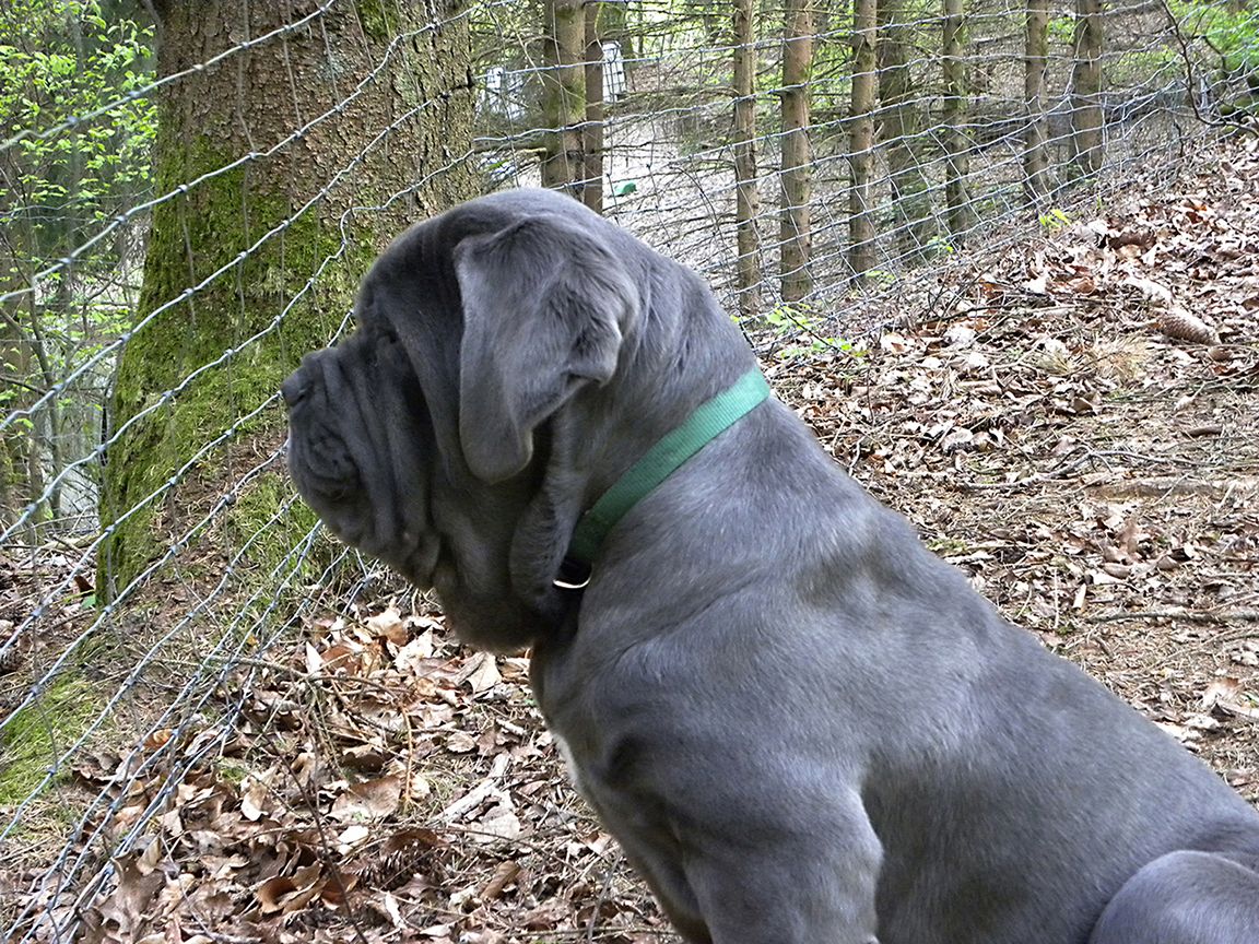 Mastino Napoletano Welpen (FCI) aus dem Elsass zu reservieren