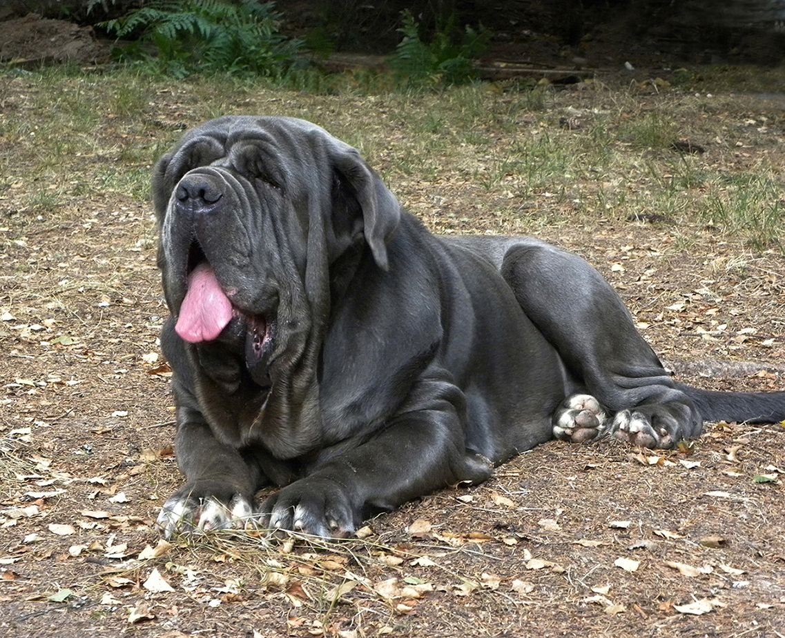Mastino Napoletano Welpen (FCI) aus dem Elsass zu reservieren