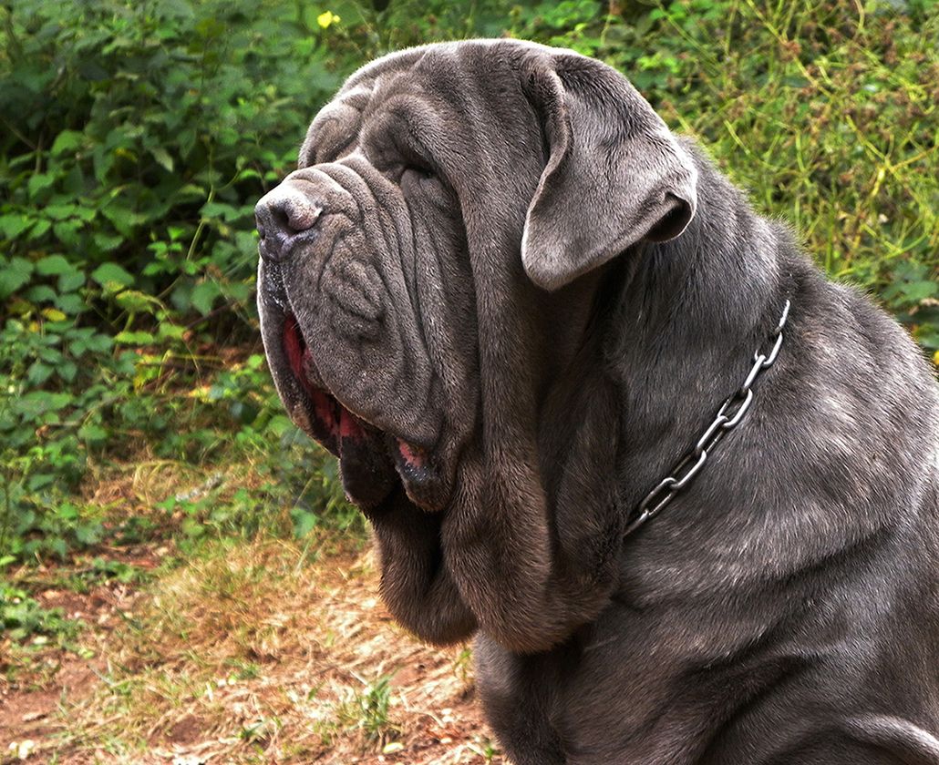 Mastino Napoletano Welpen (FCI) aus dem Elsass zu reservieren