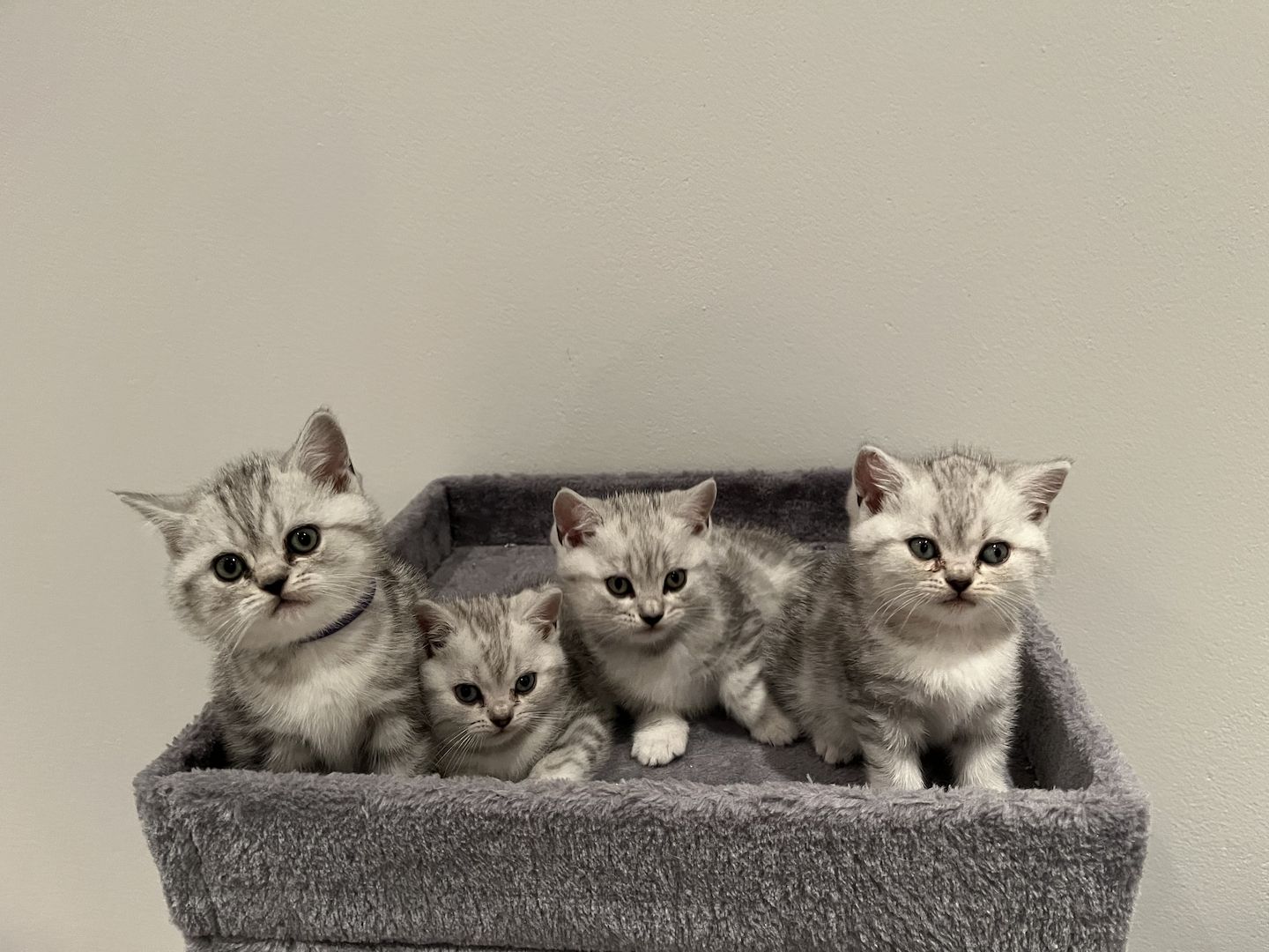 Bkh Kitten Black Silver tabby Whiskas