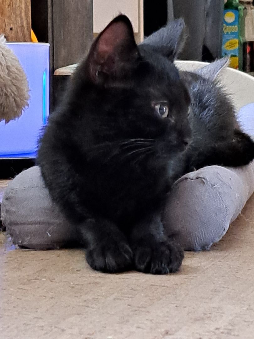 Britisch Kurzhaar Mix Kitten Britisch Kurzhaar Mix Kitten