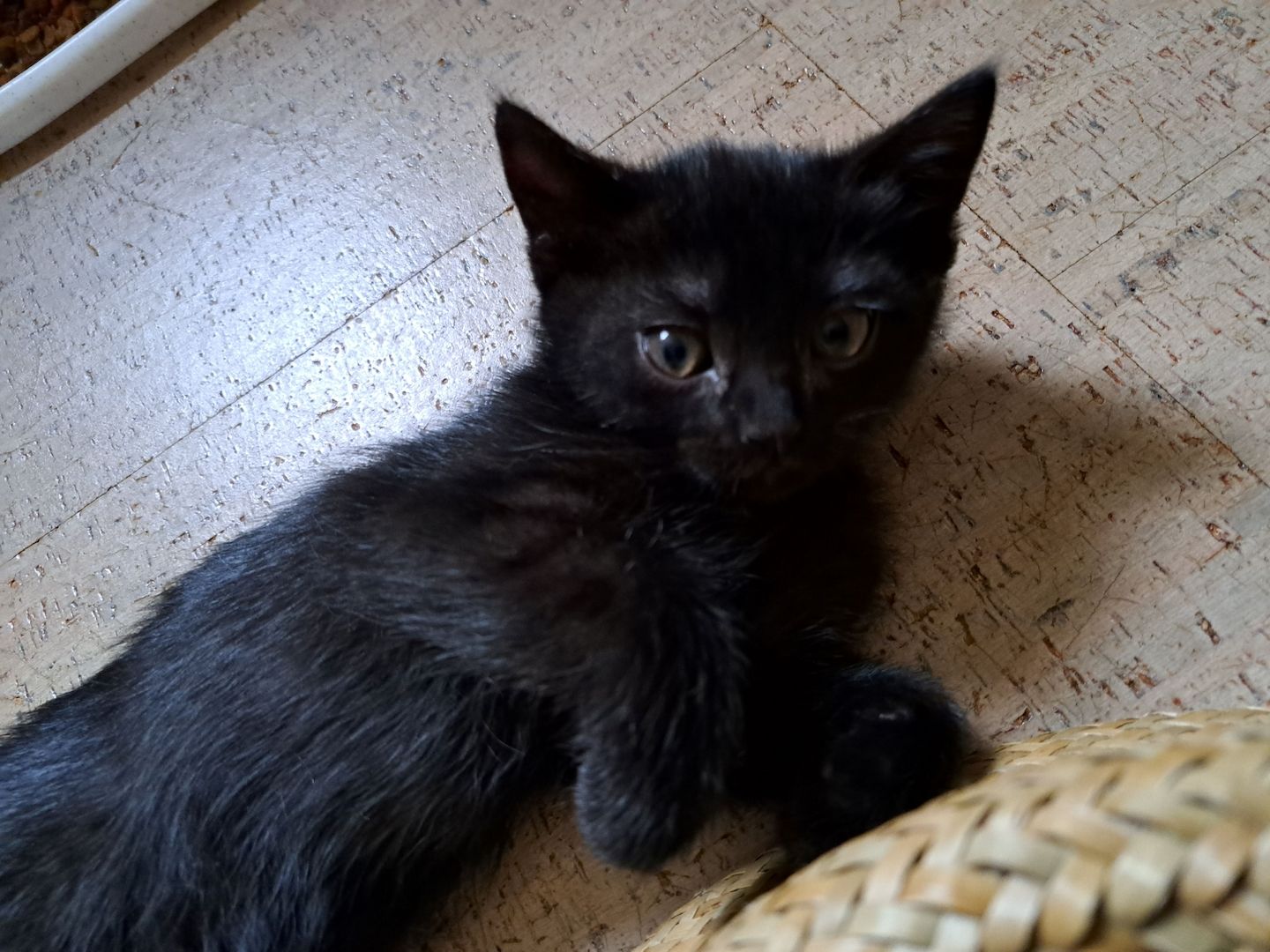 Britisch Kurzhaar Mix Kitten Britisch Kurzhaar Mix Kitten