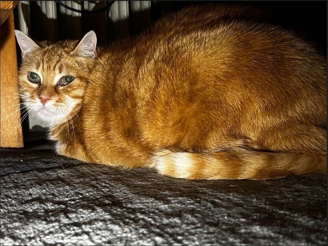 Tierschützerin verstorben, Kater 7J mk sucht neues Zuhause