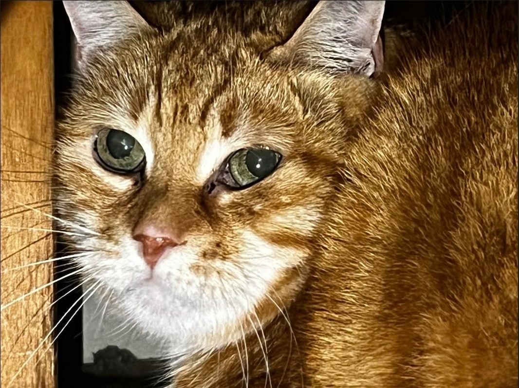 Tierschützerin verstorben, Kater 7J mk sucht neues Zuhause