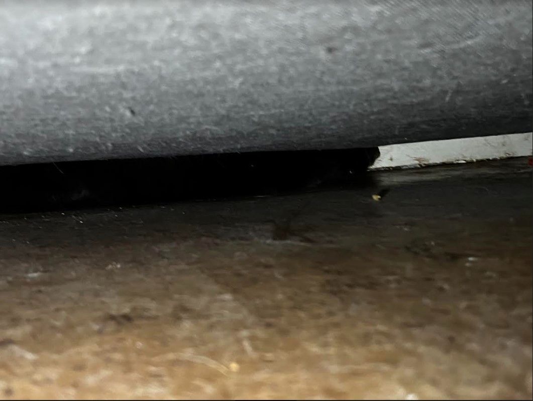 Tierschützerin verstorben, Kater 11J mk sucht neues Zuhause